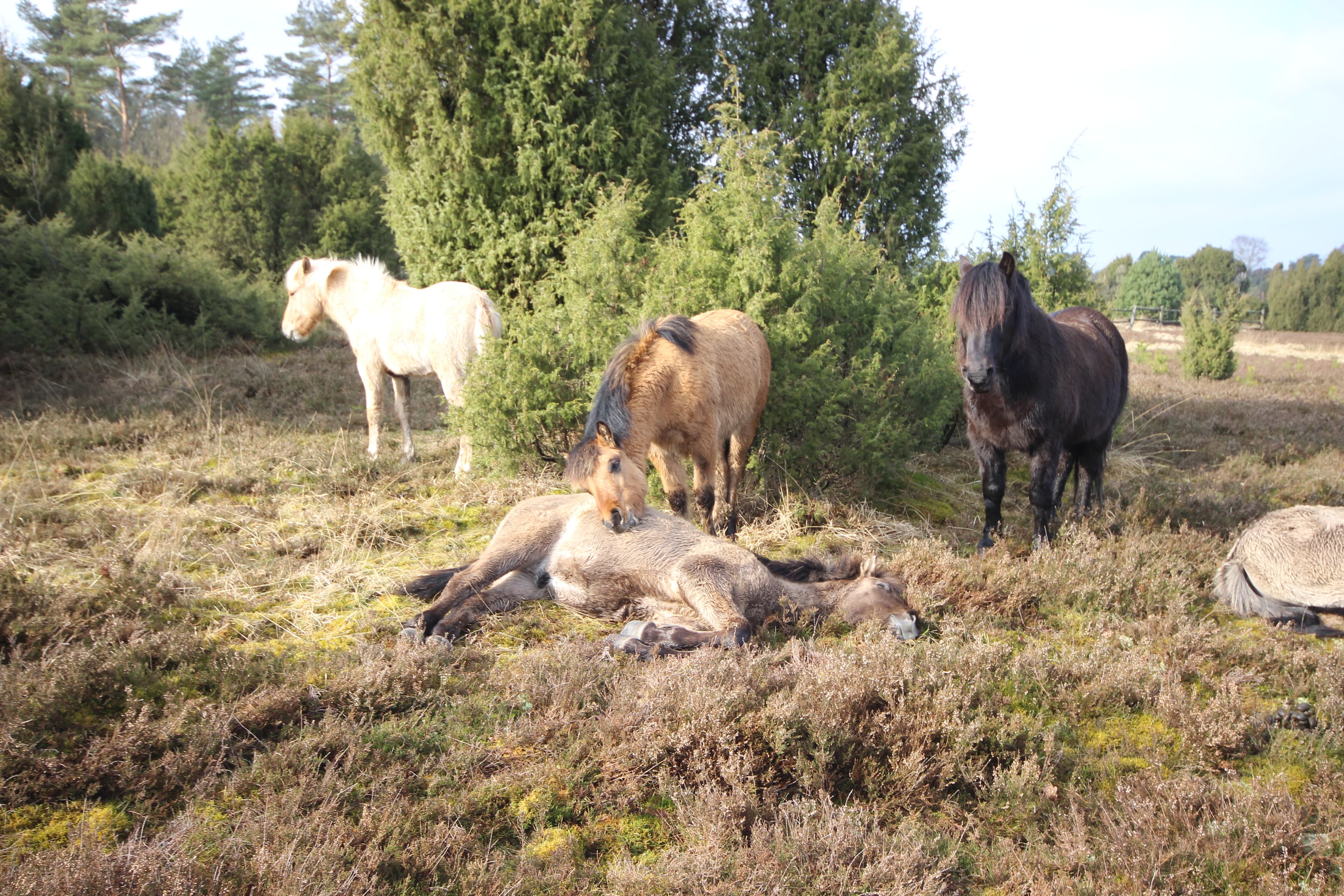 Dülmener Pferde im Radenbachtal bei Undeloh