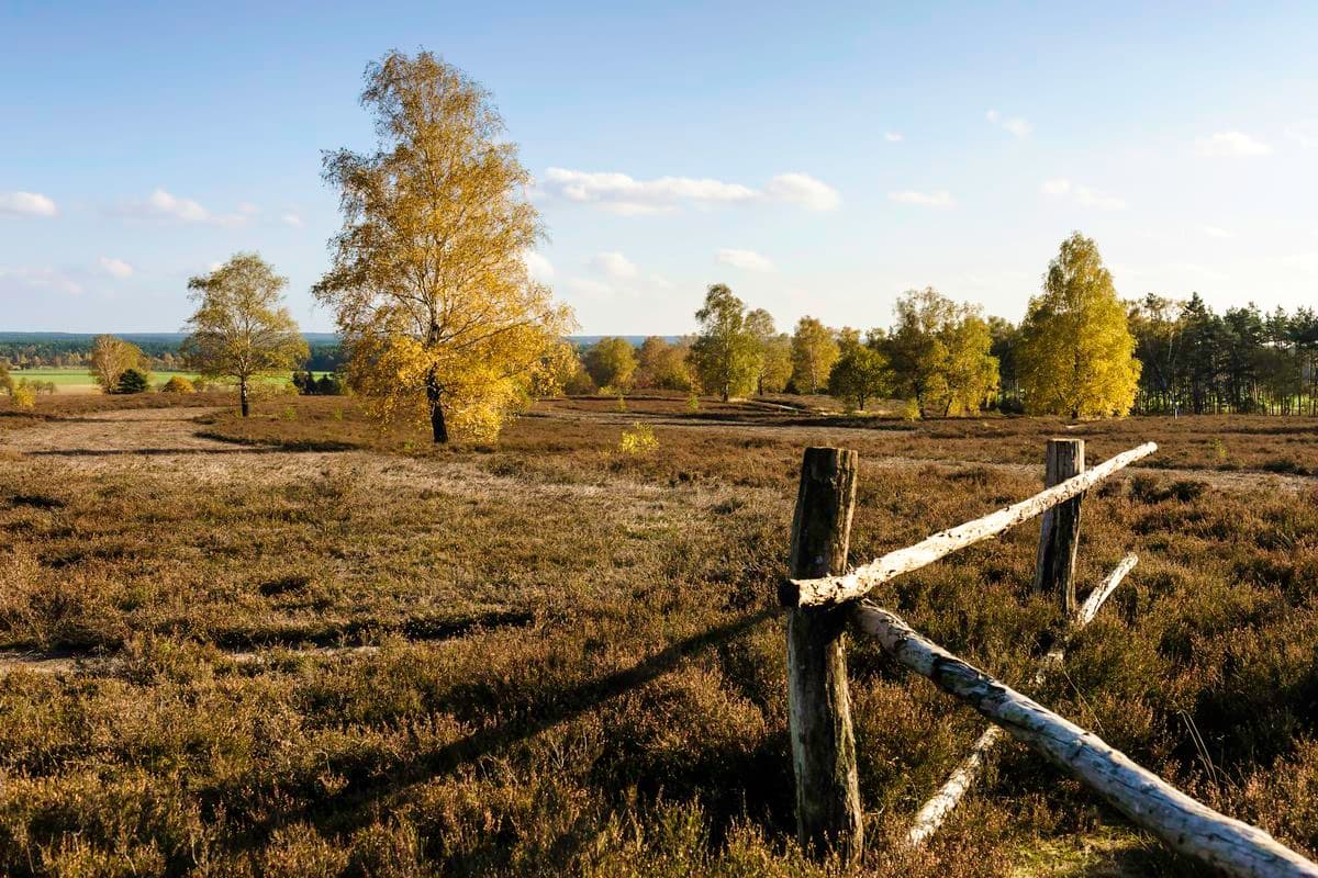 Wietzer Berg bei Müden (Örtze) in der Lüneburger Heide