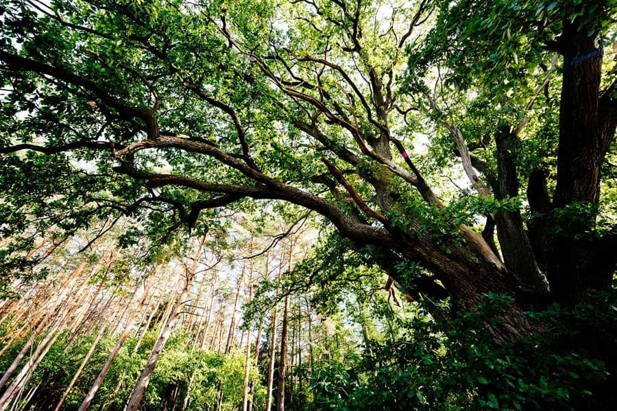 Waldbaden Gesundheit Herbst Lüneburger Heide