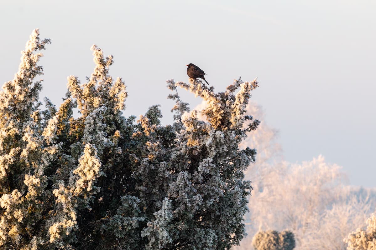 Wacholderwald Schmarbeck im Winter in der Lüneburger Heide beim Winterwandern Winterurlaub