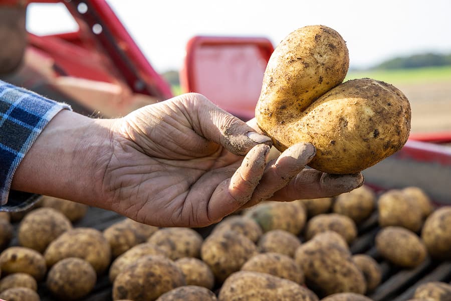 Heidekartoffel
