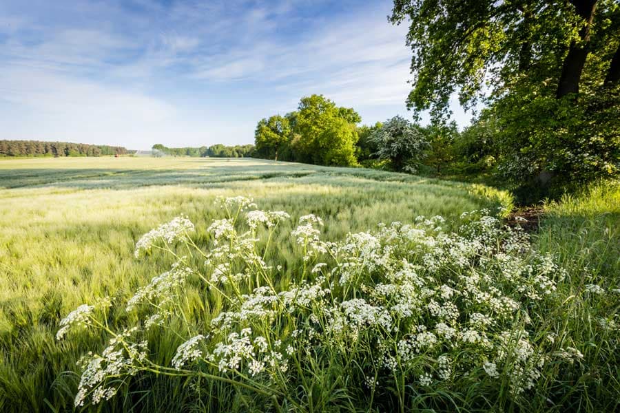 Frühling erster Mai