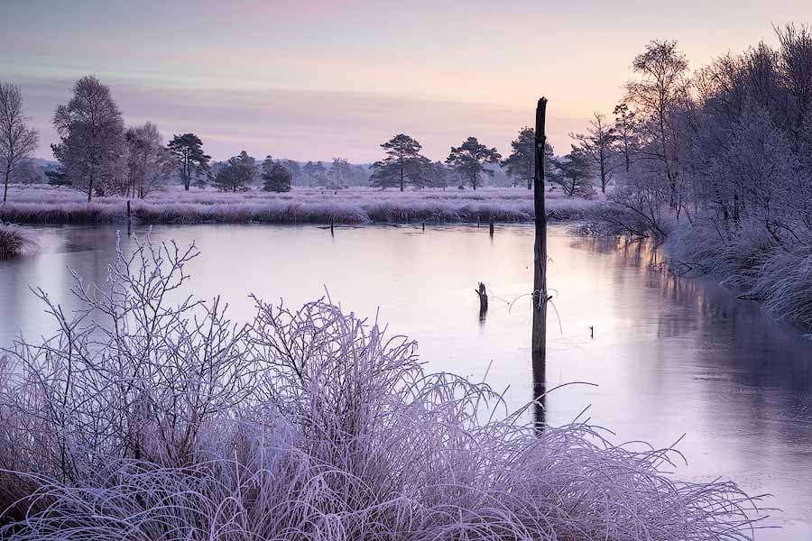 Lüneburger Heide Moor Pietzmoor Winter Frost Lüneburger Heide