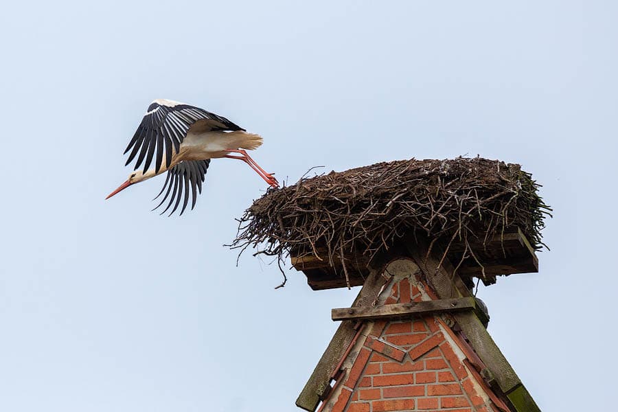 die störche kehren zurück in die lüneburger heide
