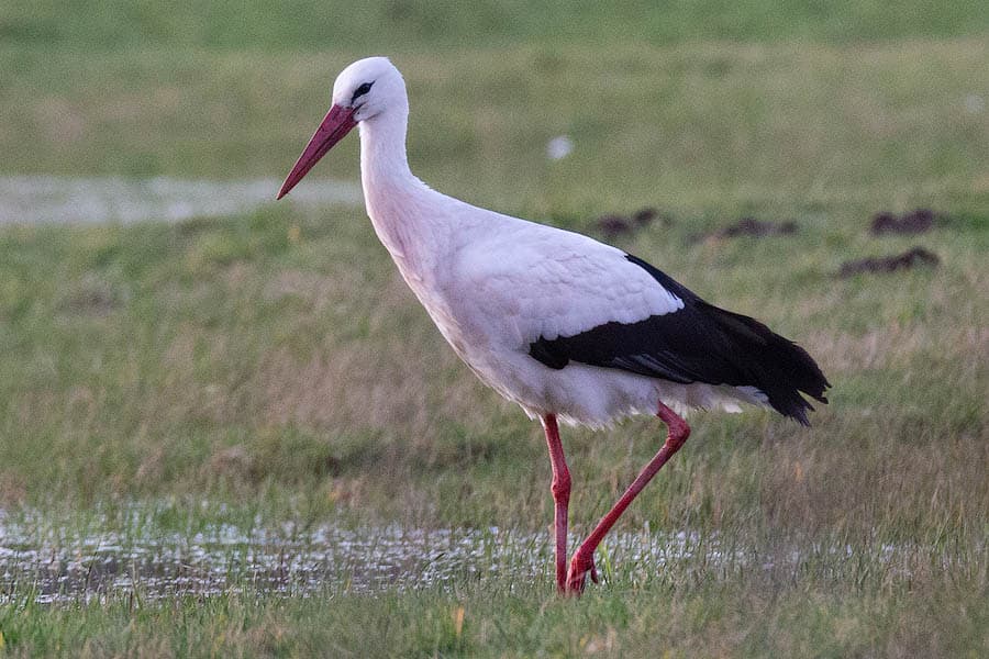die störche kommen 2 wochen früher aus den winterquartieren zurück in die lüneburger heide