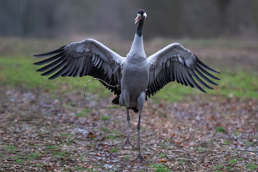 Kranich beim Balz Tanz im Postmoor bei Eldingen in der Südheide auf einem Acker mit ausgebreiteten Schwingen