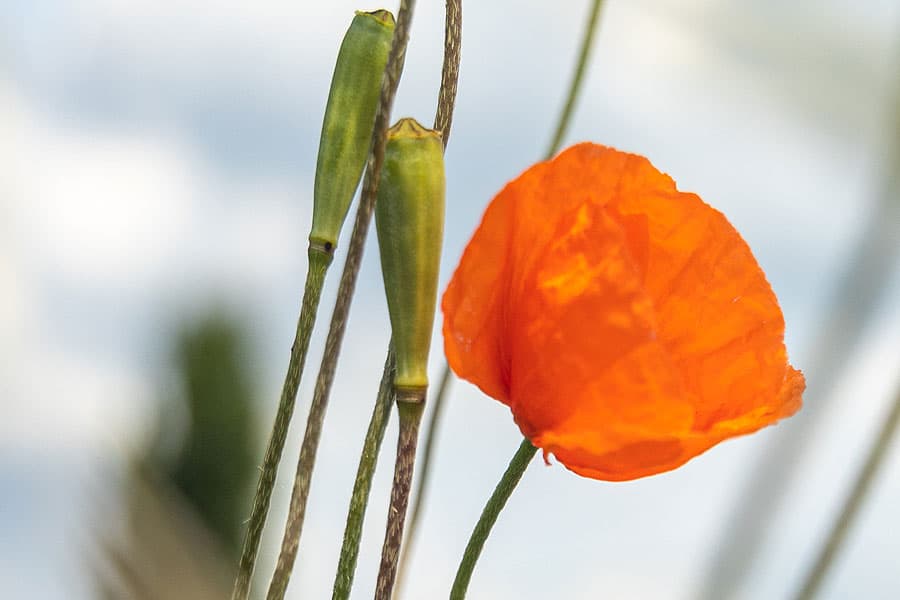 Mohn am Feldrand