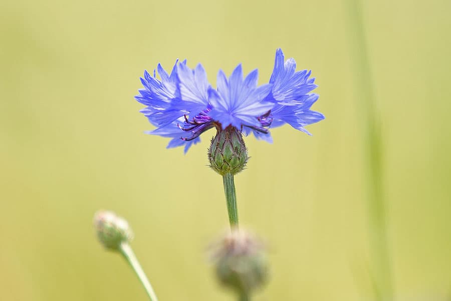 Kornblume Lüneburger Heide