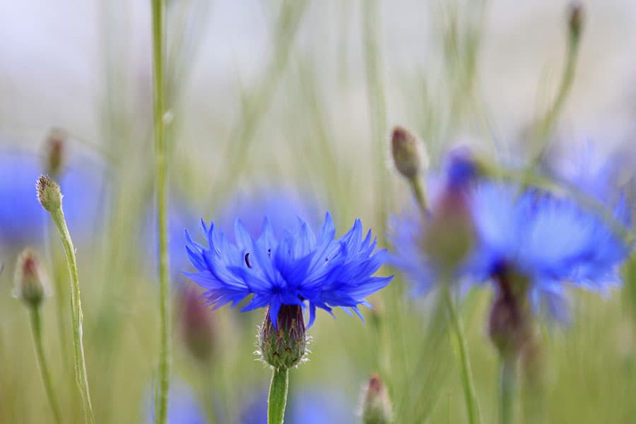 Kornblumen am Feldrand