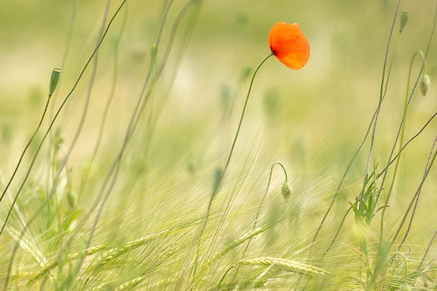 Mohn im Feld in der Lüneburger Heide