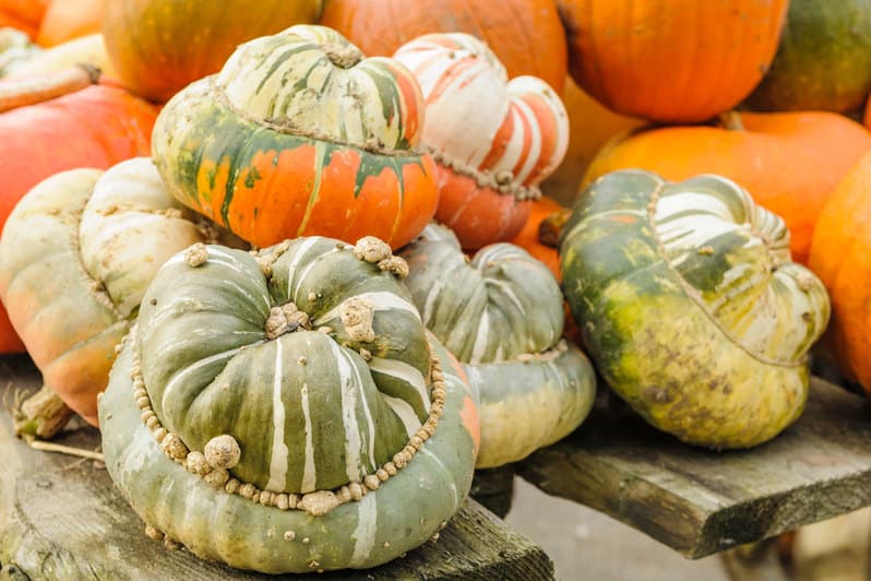 Kürbisse