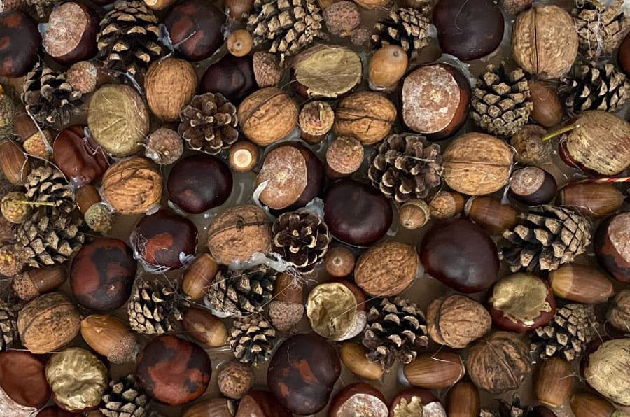 Naturmaterialien - Kastanien, Bucheckern, Eicheln, Nüsse
