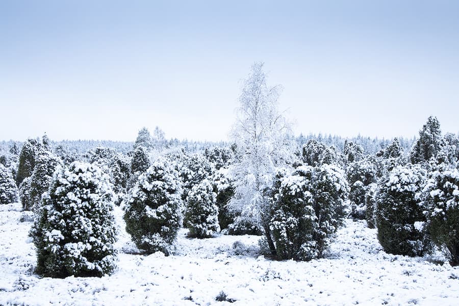 Schneelandschaft, Bäume, Wacholder, Schnee, Winterwonderland, Winterwandern in der Lüneburger Heide