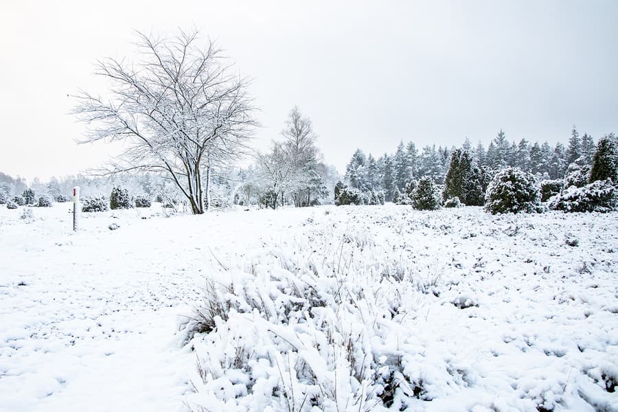 Schneelandschaft, Bäume, Wacholder, Schnee
