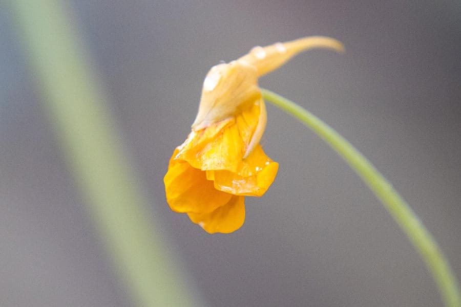 Kapuzinerkresse zur Stärkung des Immunsystems
