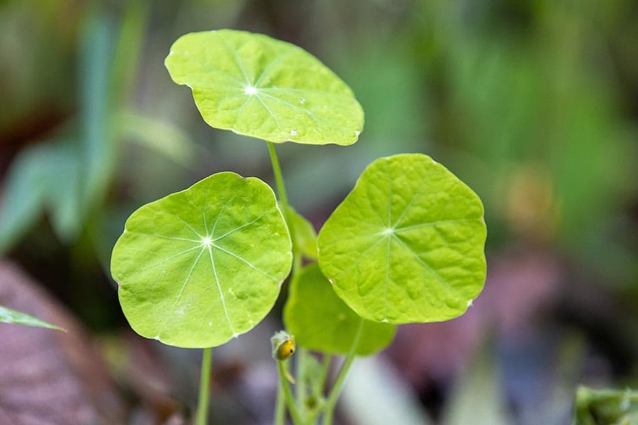 Kapuzinerkresse ist ein natürliches Antibiotikum