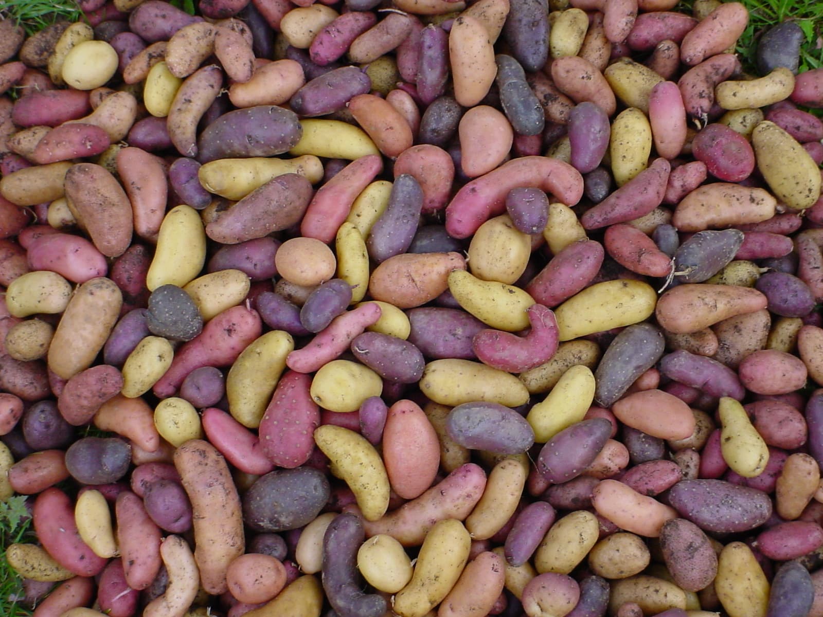 kartoffeln lüneburger heide in bunt