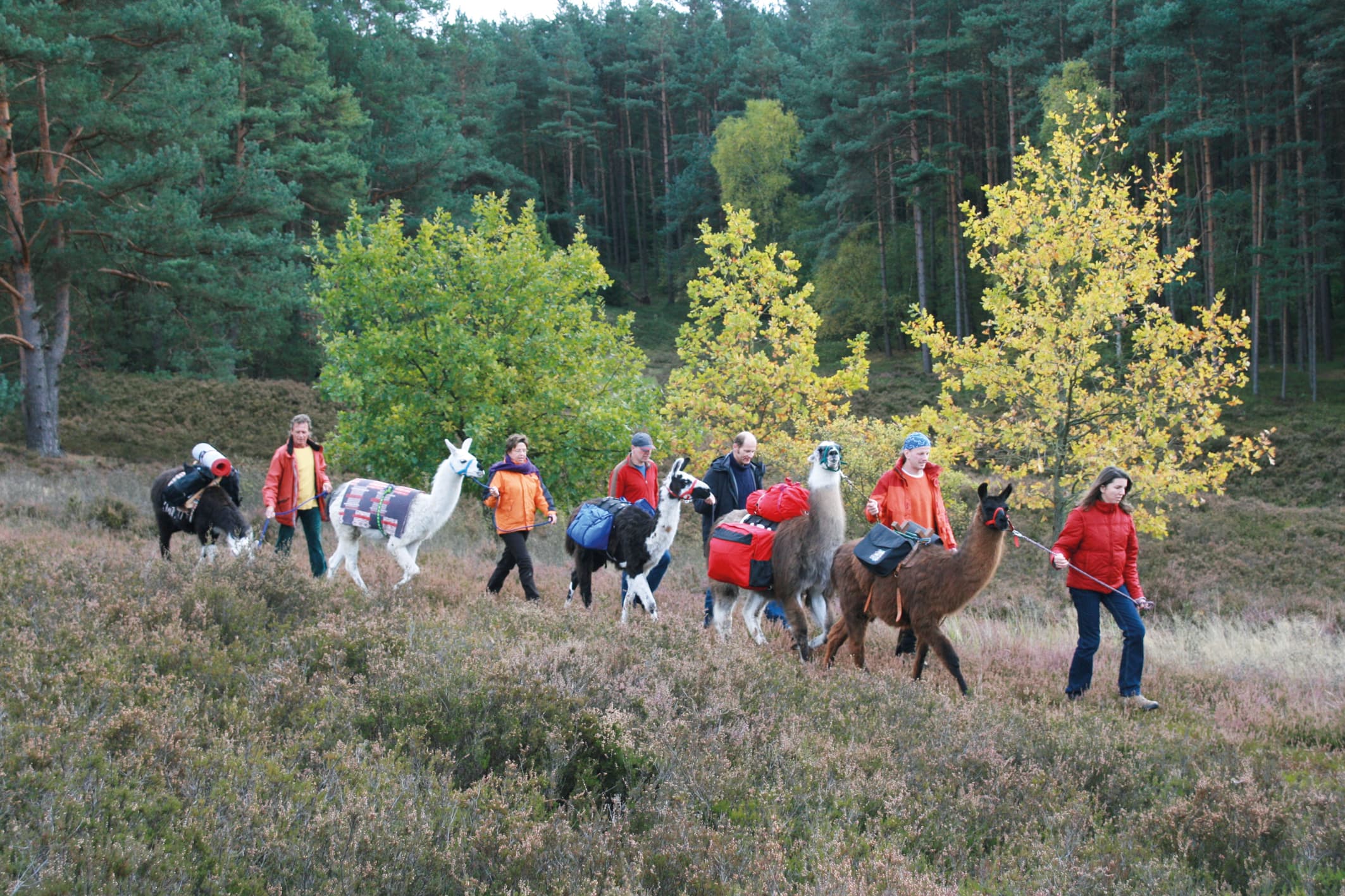 Presse Lüneburger Heide