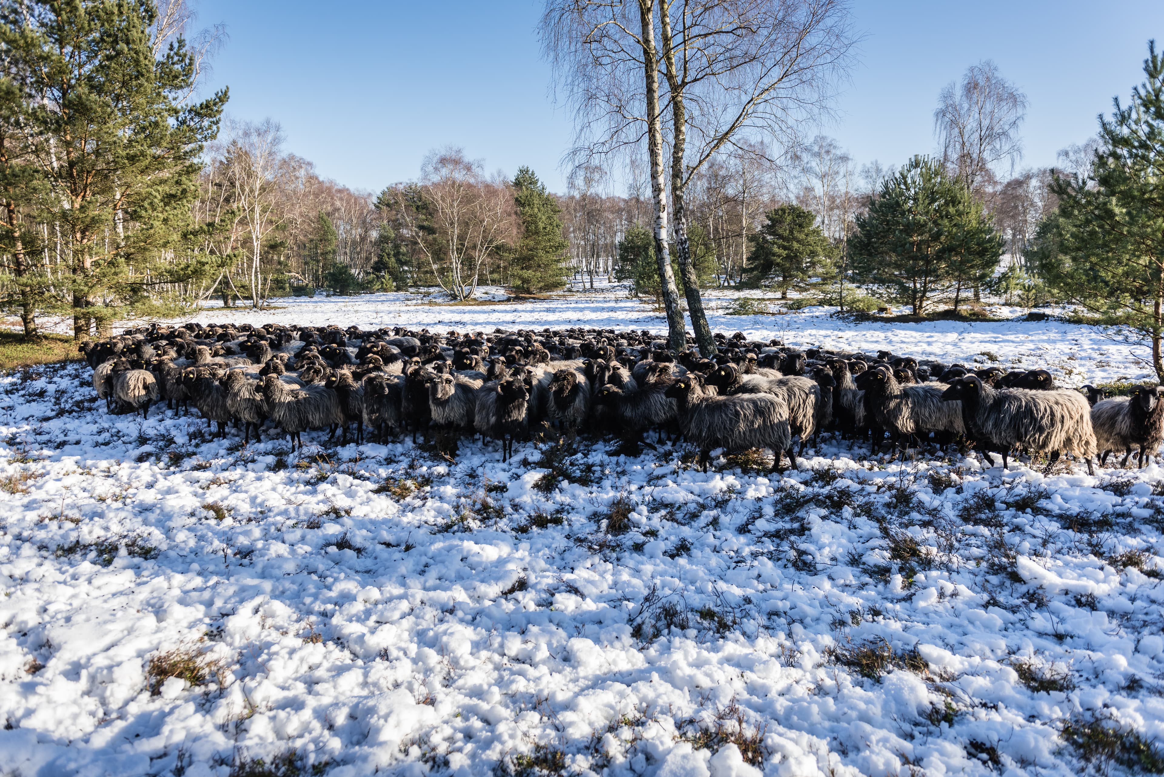 Winterwandern auf dem Heidschnuckenweg Heidschnuckenherde Lünenburger Heide