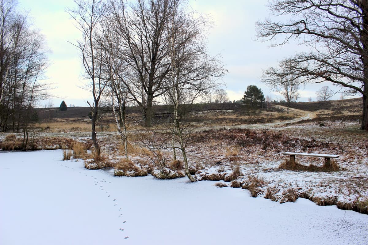 Winterwandern auf dem Heidschnuckenweg: Pastorenteiche Lüneburger Heide