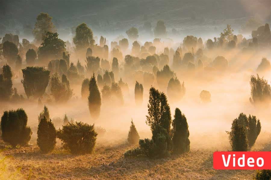 Video Lueneburger Heide