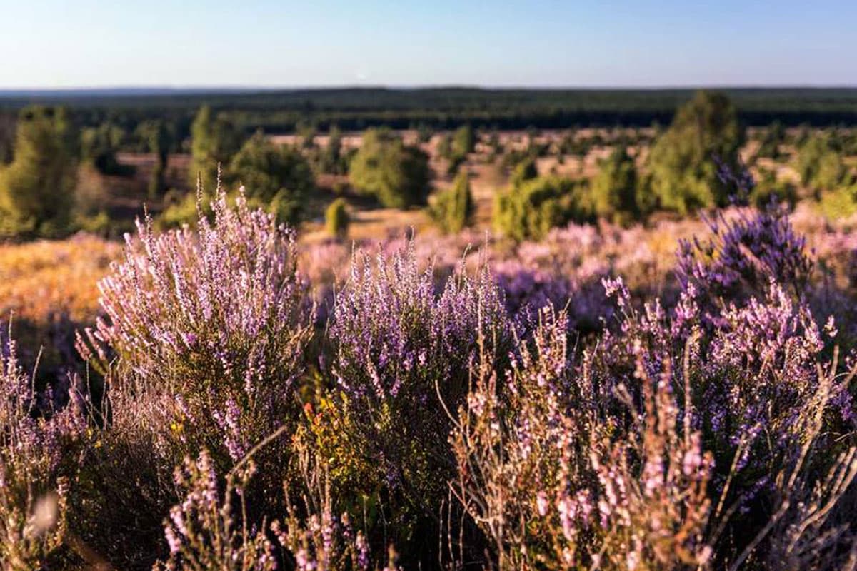 Das Naturschutzgebiet Lüneburger Heide ist eines der ältesten und größten Naturschutzgebiete Deutschlands