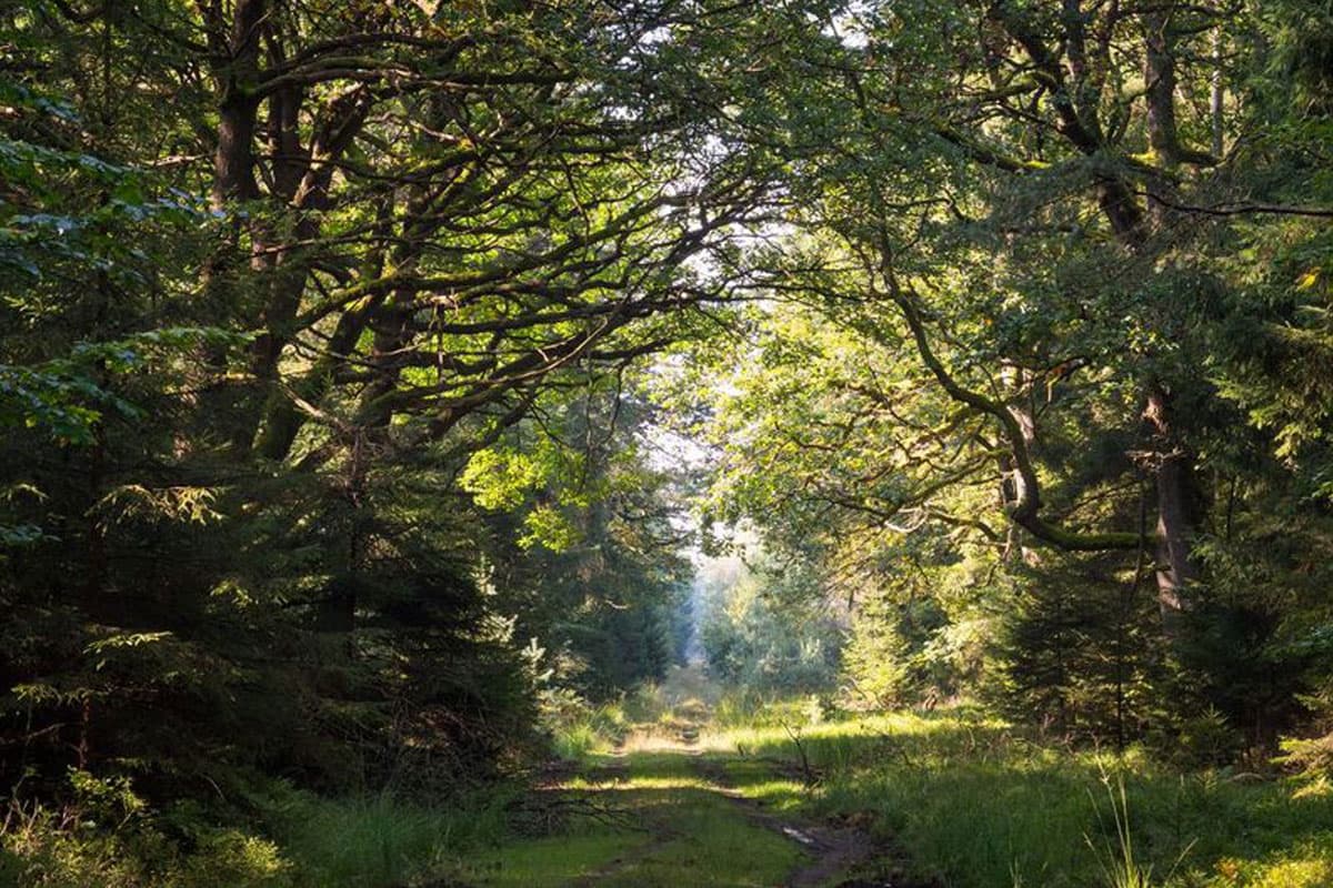 wandern durch den naturpark suedheide