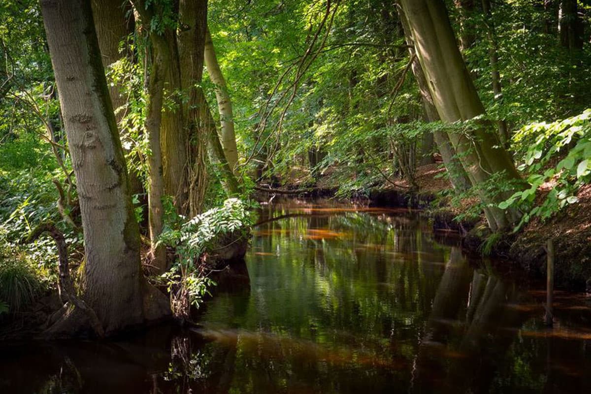die lutter fliesst durch den naturpark suedheide