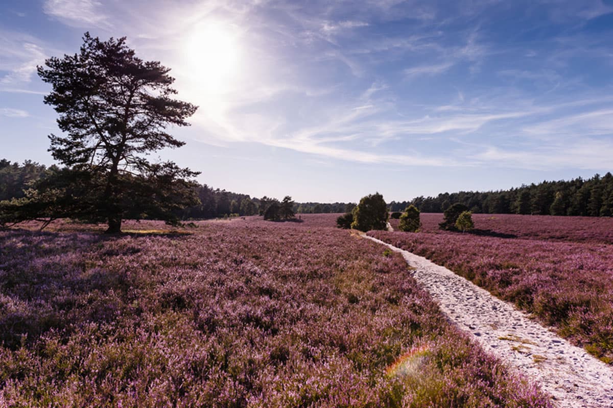 misselhorner heide im naturpark suedheide