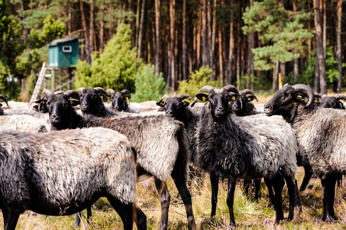 heidschnucken gehören zum naturpark suedheide