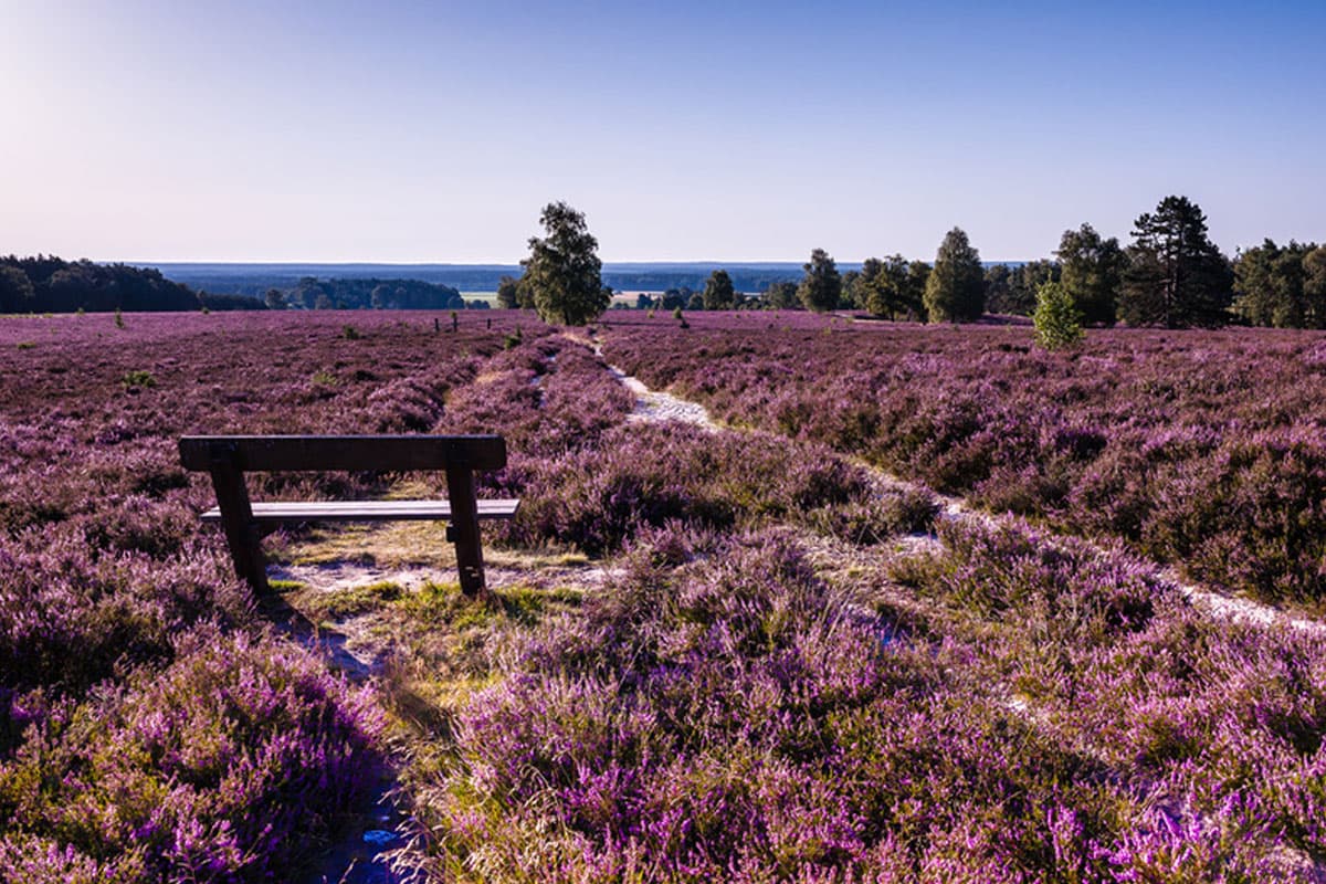 panorama blick vom wietzer berg im naturpark suedheide