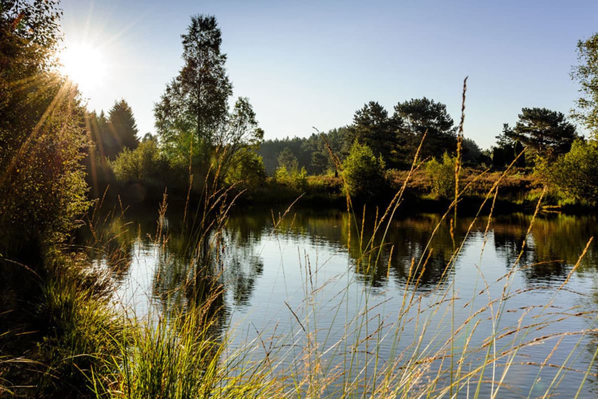 angelbecks teich im naturpark suedheide