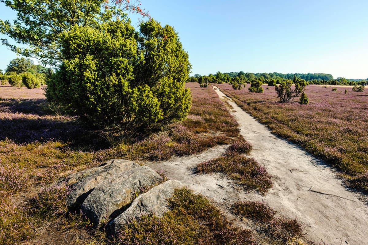 der wacholderwald ist der groesste wacholderwald deutschlands im naturpark suedheide