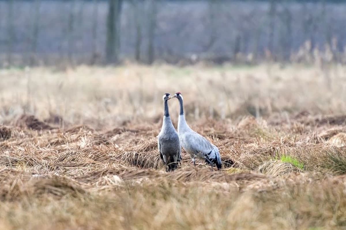 kraniche im postmoor im naturpark suedheide