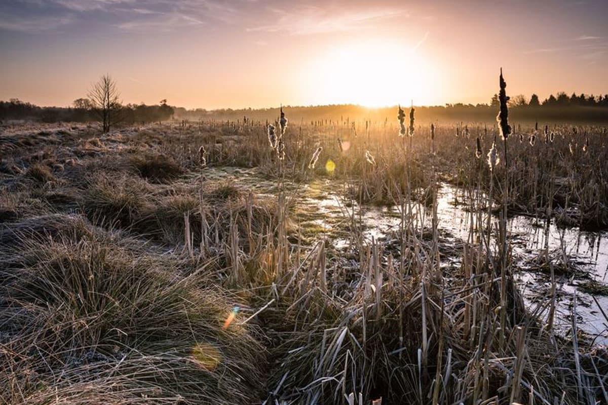 sonnen aufgang im post moor naturpark suedheide