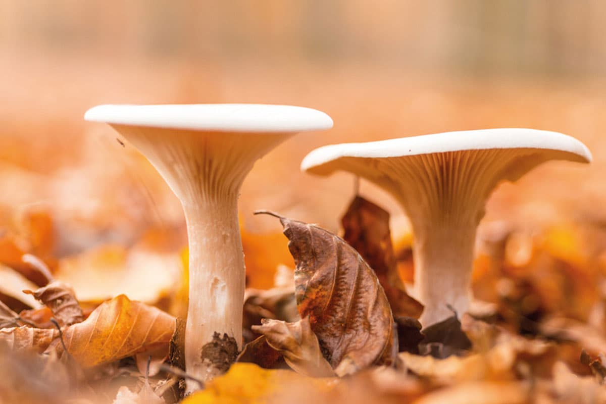 pilze sammeln lüneburger heide herbst
