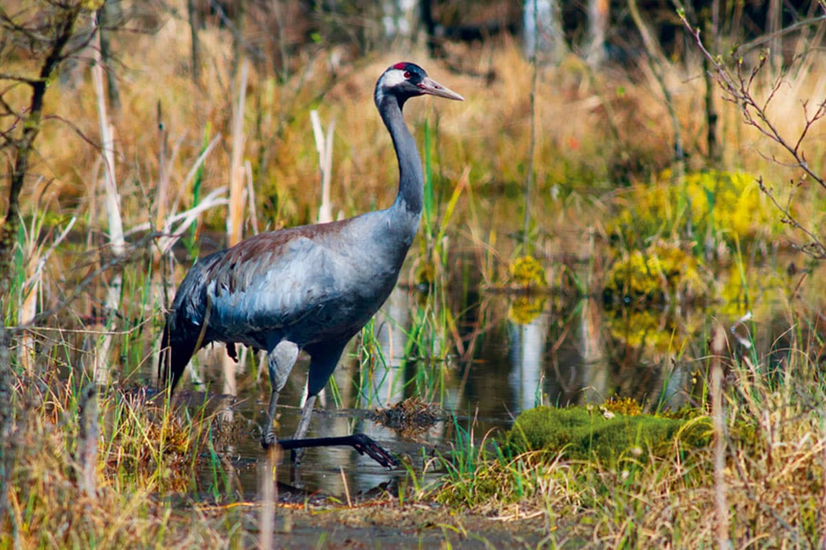lüneburger heide herbst vogelzug