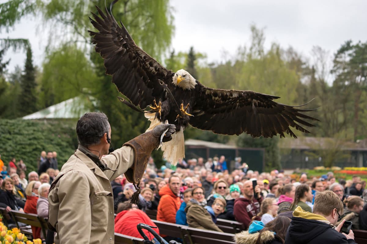 Flugshow im Vogelpark Walsrode