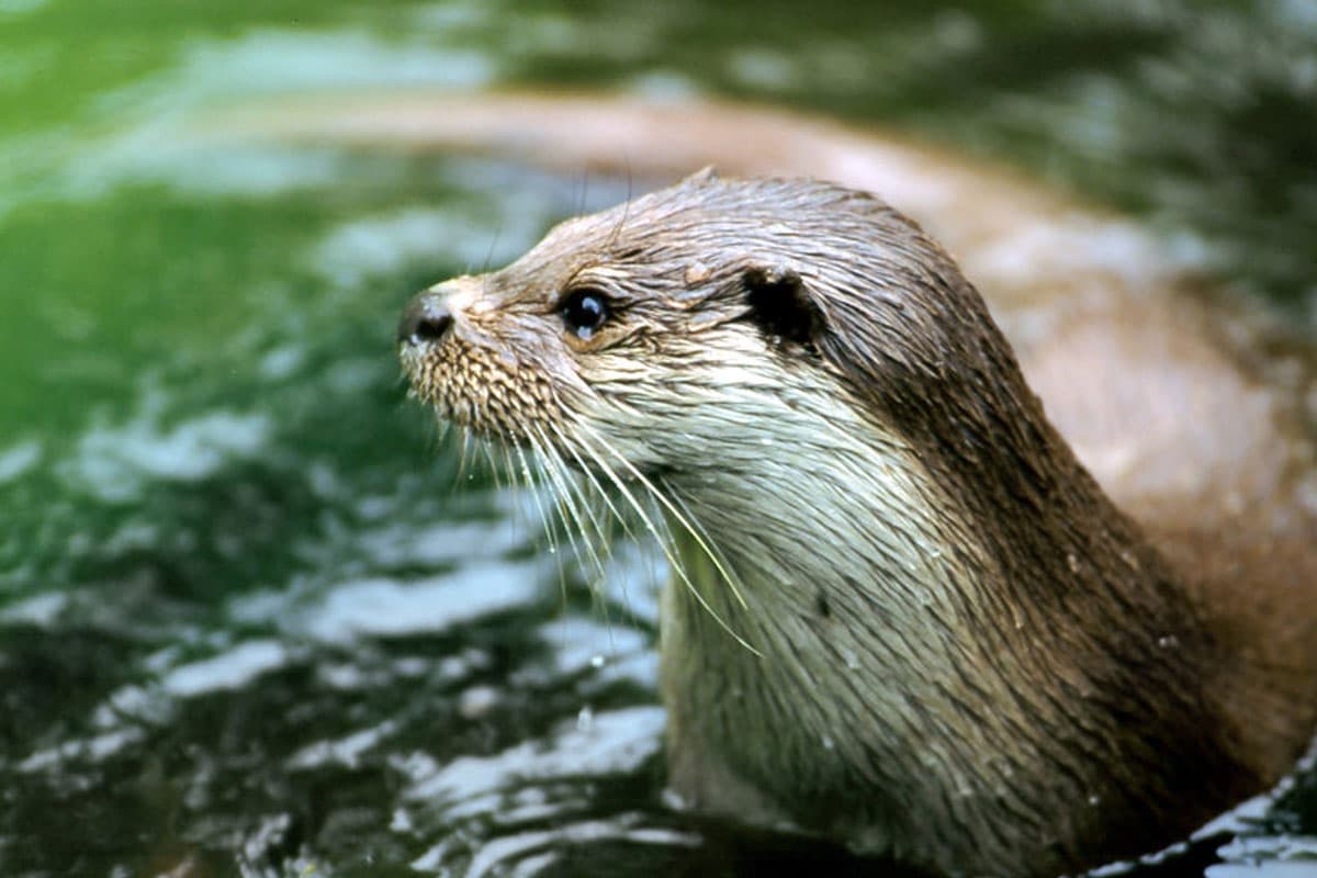 Fischotter im otterzentrum hankensbüttel