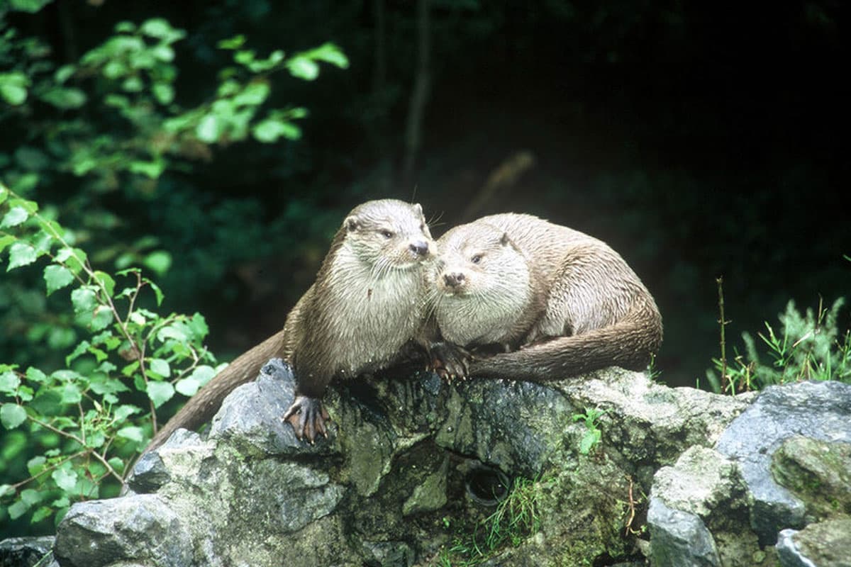 toll für kinder, das otter zentrum hankensbüttel