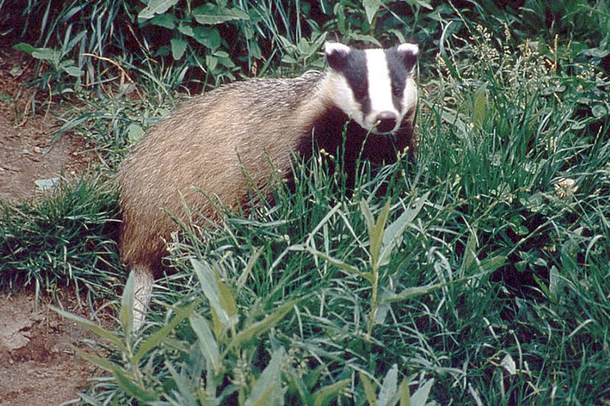 man lernt alles über dachse im otterzentrum hankensbüttel