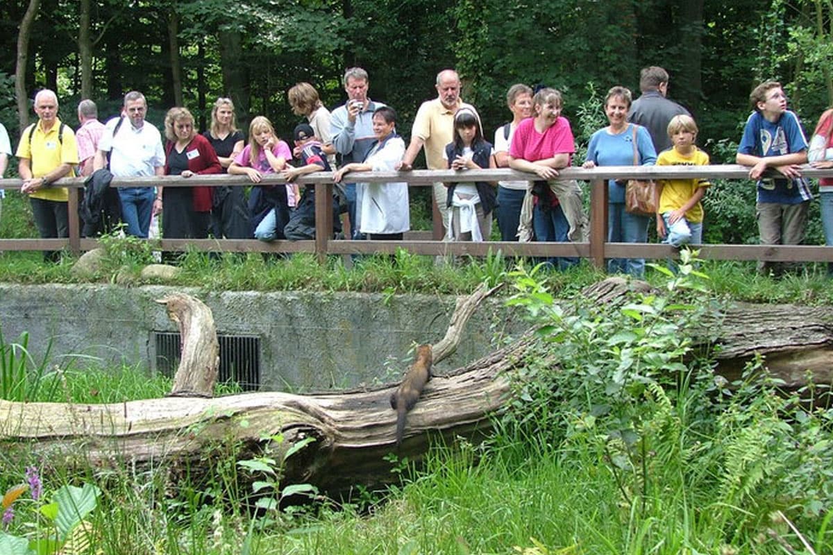 otter zentrum hankensbüttel mit fütterung