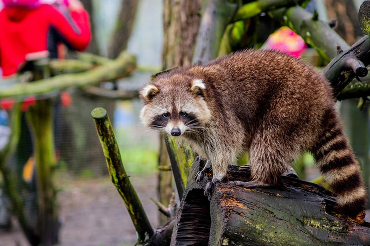waschbär im Wildpark Müden