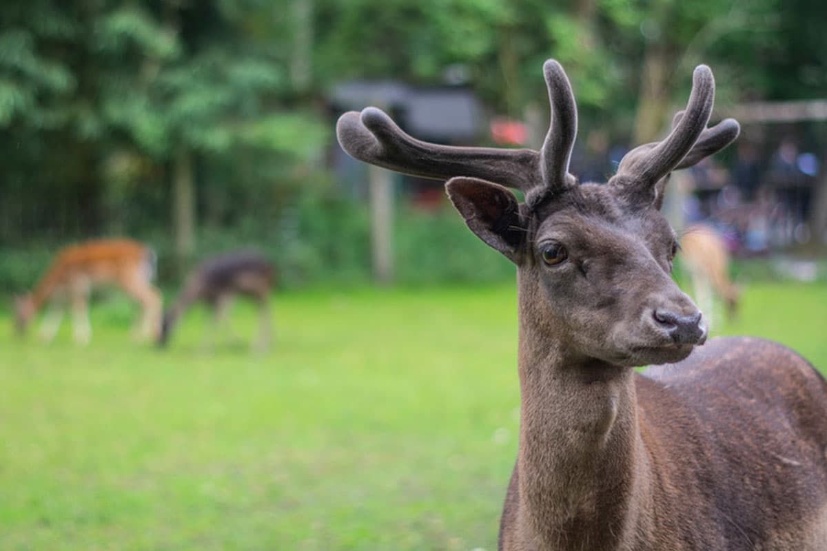 Wildpark Müden damwild