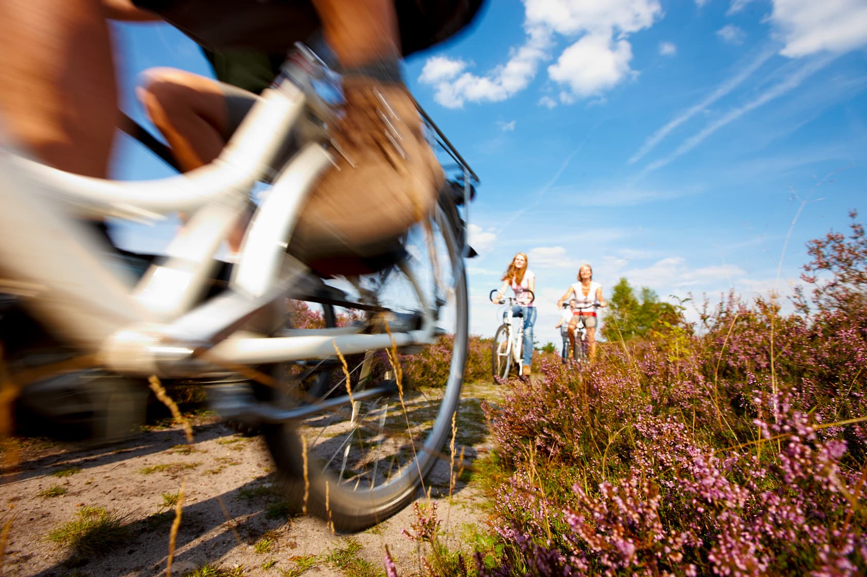 Der Leine Heide Radweg führt durch die Heide Gebiete der Lüneburger Heide