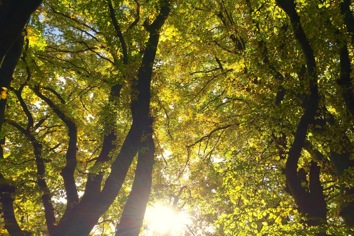Herbststimmung auf dem Weg zum Pferdekopf