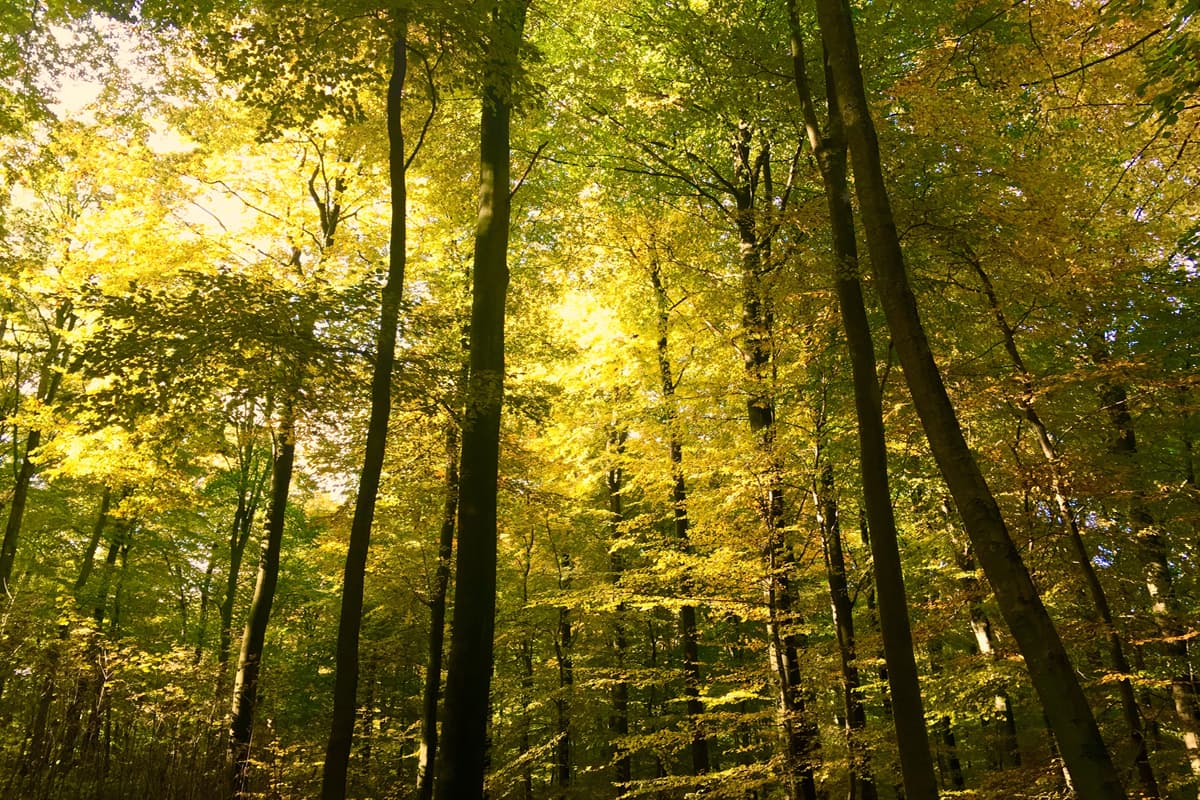 Die geschützen Buchenwälder im Staatsforst Rosengarten in der nördlichen Lüneburger Heide sind ein ideales Wanderparadies. Mit direkter Anbindung an den Wildpark Schwarze Berge hat man so die Möglichkeit dem Park noch einen Besuch abzustatten oder dort das Wildpark-Restaurant zu nutzen.
