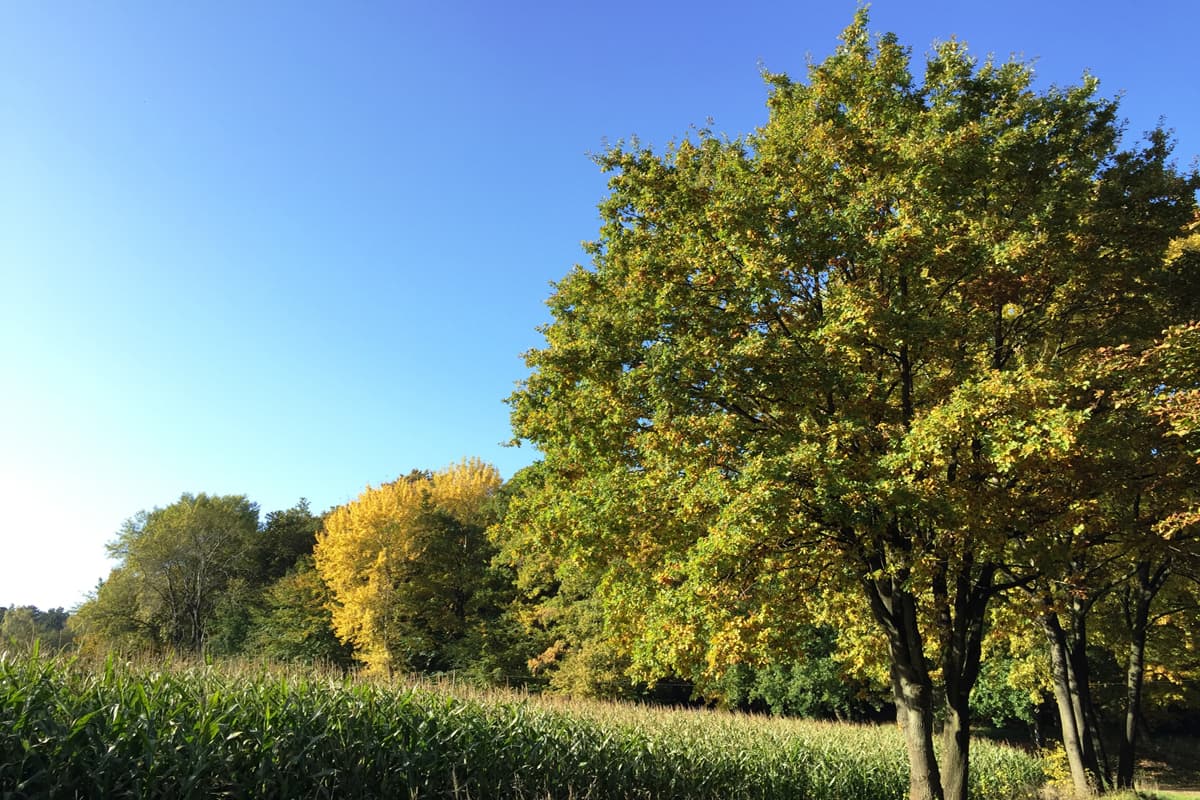 Im Regionalpark Rosengarten verläuft diese traumhafte Tageswanderung durch einmalige Naturlandschaft. Ein echter Geheimtipp für Hamburger und Wanderer in der Lünebruger Heide.