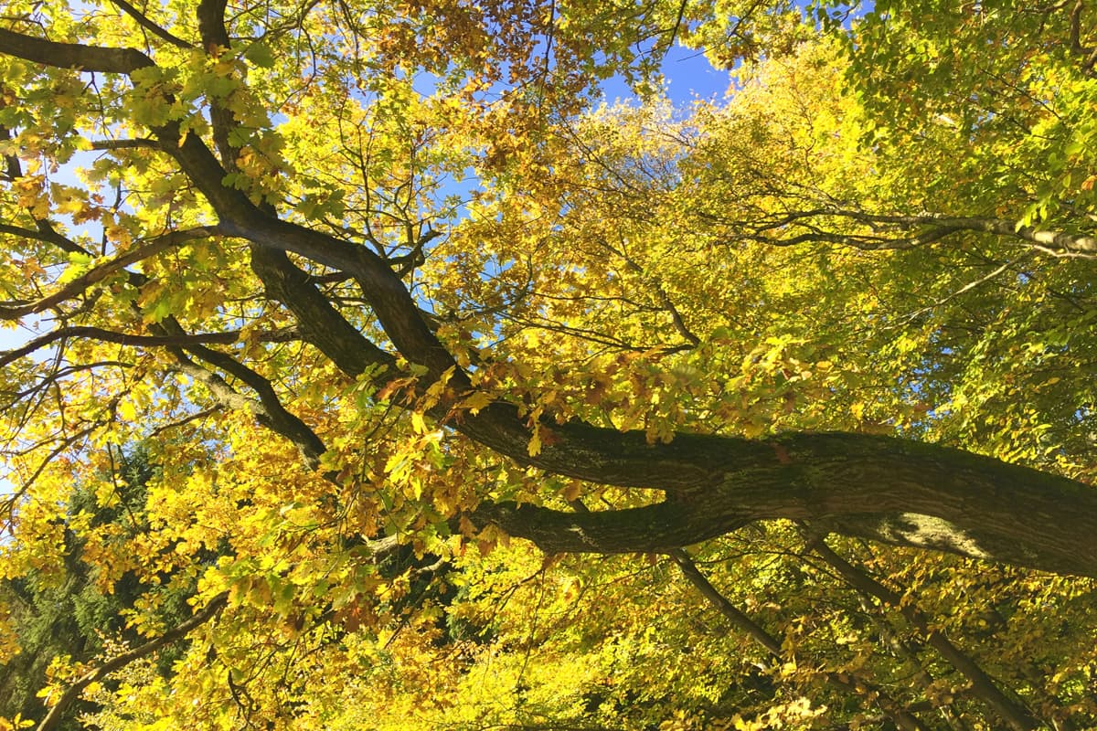 Mit 18 Kilometern ist dieser Rundwanderweg im Regionalpark Rosengarten in der Nordheide eine schöne Tageswanderung. Besonders eine Herbstwanderung bietet sich auf Grund der prächtigen Farbspiele in den Buchenwäldern an.