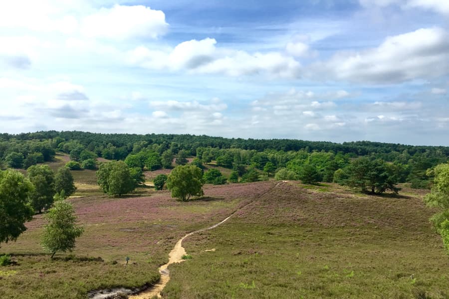 Der Kamm der Fischbeker Heide bietet unglaubliche Blicke in die tiefe Heide- und Waldlandschaft in dieser Heidefläche. Der Heidschnuckenweg ist in diesem Abschnitt anspruchsvoller mit einigen Steigungen.